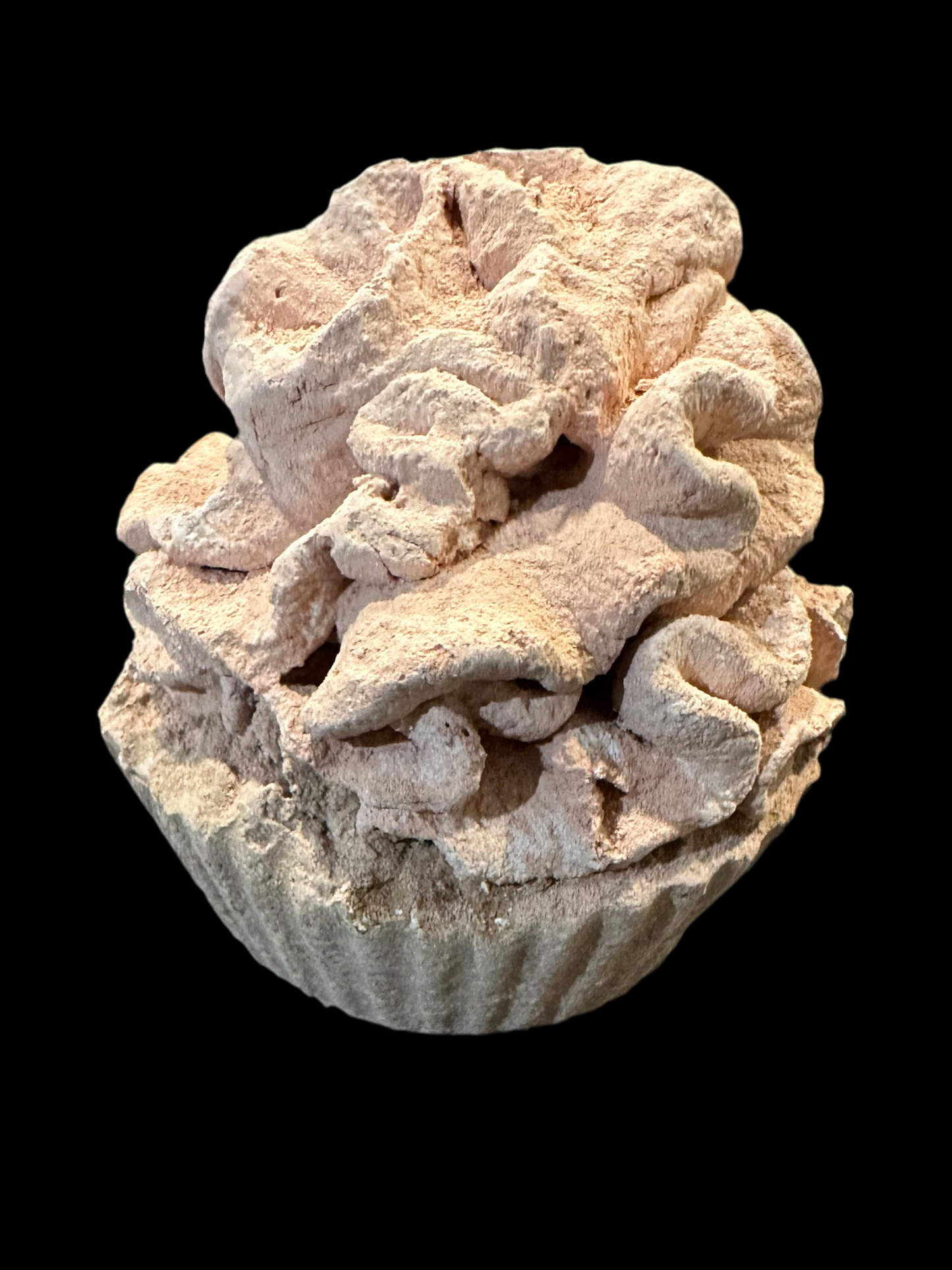 Cupcake
